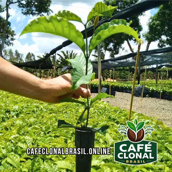 muda de café clonal em viveiro