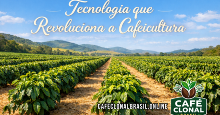 Café Clonal Brasil: Tecnologia que Revoluciona a Cafeicultura